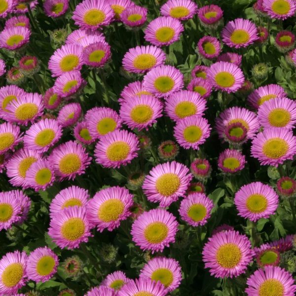 Erigeron Sea Breeze