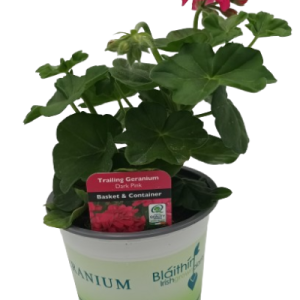 Geranium Selection