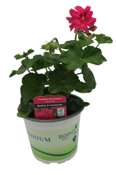 Geranium Selection