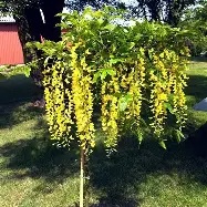 Laburnum alpinum  Pendulum