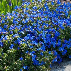 Lithodora Heavenly Blue