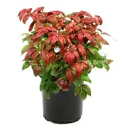 Nandina Fire Power