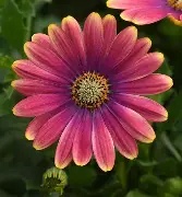Osteospermum  Pink Sun