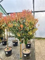 PHOTINIA RED ROBIN. (80cmStd.)