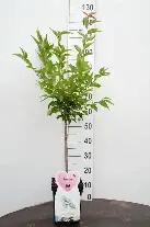 PRUNUS  NIPP.  BRILLANT