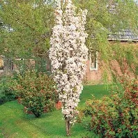 PRUNUS AMANOGAWA (Cherry Blossom)