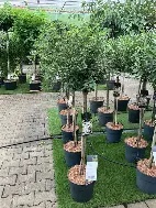 PRUNUS KOJO NO- MAI (80cm)