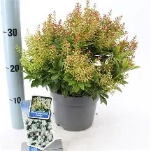 Pieris jap. in varieties