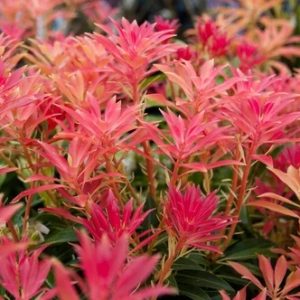 Pieris Forest Flame