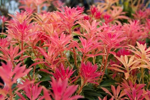Pieris Forest Flame