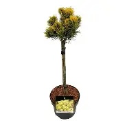 Pinus mugo  Carstens Wintergold  / 40 CM STEM C5