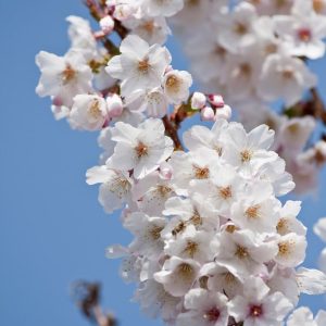 Prunus nipponica  Ruby - Cherry Blossom