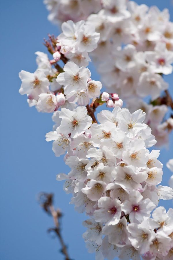 Prunus nipponica  Ruby - Cherry Blossom