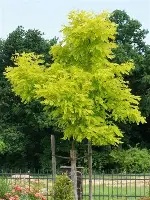 ROBINIA FRISIA