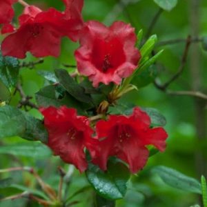 Rhododendron Baden Baden
