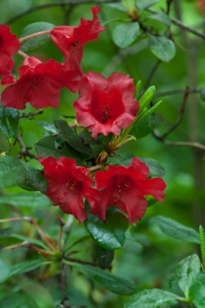 Rhododendron Baden Baden
