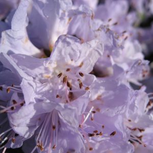 Rhododendron Blue tit