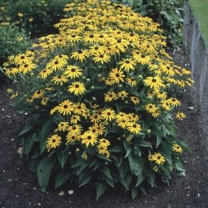 Rudbeckia Goldstrum