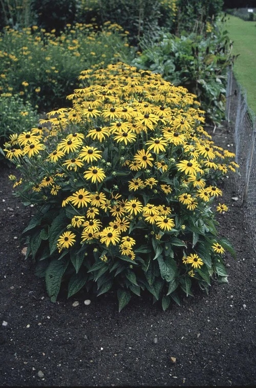 Rudbeckia Goldstrum