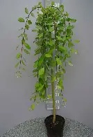 SALIX CAPREA  KILLARMOCK