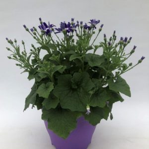 Senetti Selection
