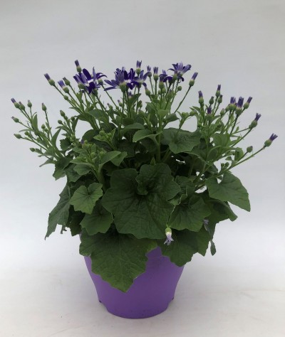 Senetti Selection