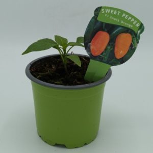 Veg Pot 10.5cm