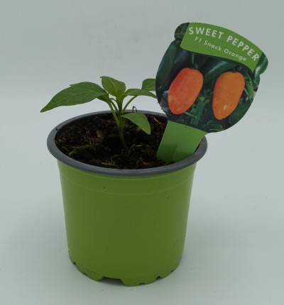 Veg Pot 10.5cm