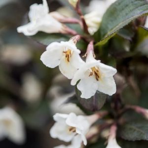 Weigela Ivory