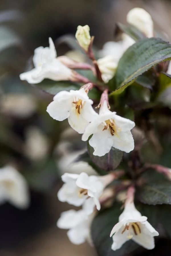 Weigela Ivory
