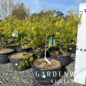 ACER palm.  Dissectum  80cm High, 1,00/1,20 Wide