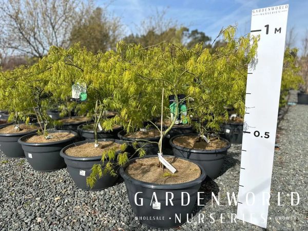 ACER palm.  Dissectum  80cm High, 1,00/1,20 Wide