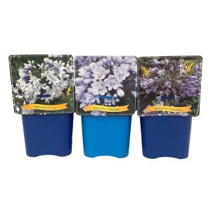 Agapanthus mix / 4.5 Ltr pot
