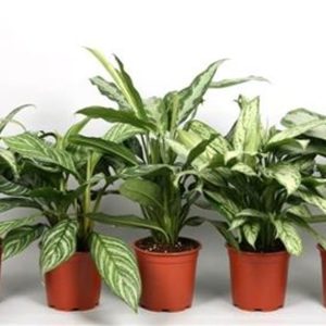 Aglaonema green mix / P17