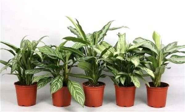 Aglaonema green mix / P17