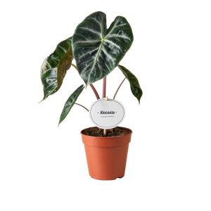 Alocasia  Pink Dragon  / P12
