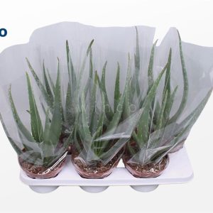 Aloe vera / P15