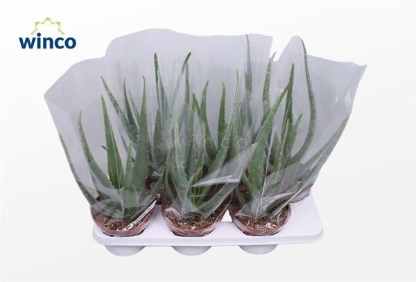 Aloe vera / P15