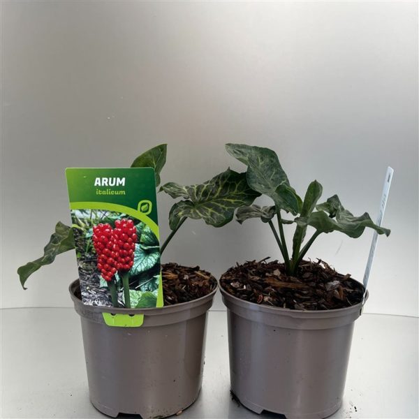 Arum italicum / 2 Ltr pot