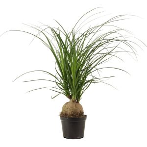 Beaucarnea(Nolina) recurvata / P12, ball