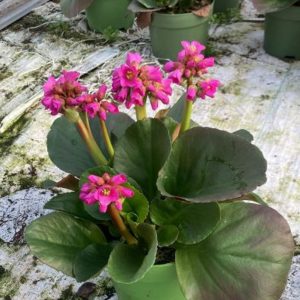 Bergenia  Rosenkristall  / P17