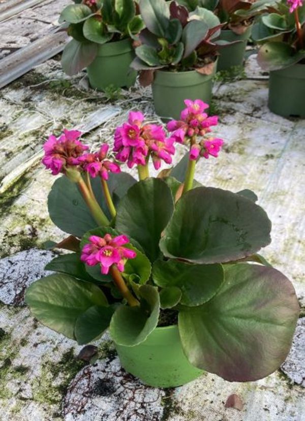Bergenia  Rosenkristall  / P17