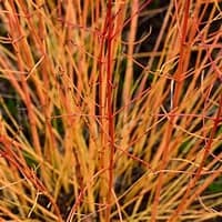 CORNUS sanguinea  Midwinter Fire
