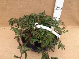 COTONEASTER SAL.REPENS