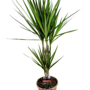 Dracaena marginata / P17/30+10 stem