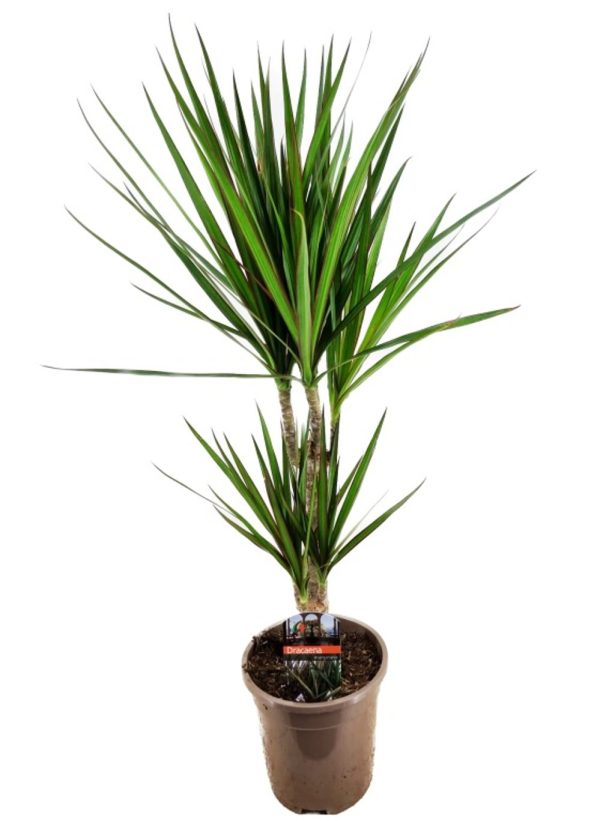 Dracaena marginata / P17/30+10 stem