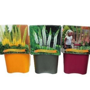 Eremurus mix / 4.5 Ltr pot