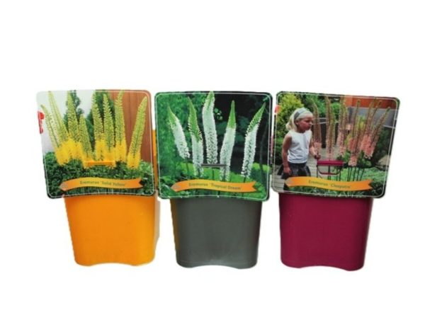 Eremurus mix / 4.5 Ltr pot