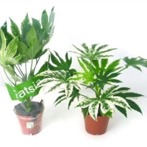 Fatsia japonica  Spider s Web  / P14