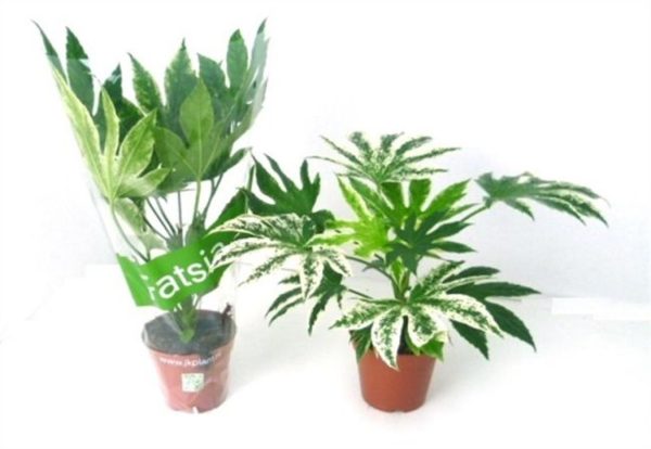 Fatsia japonica  Spider s Web  / P14